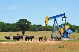 West Texas oil well pumper and black brama cattle.